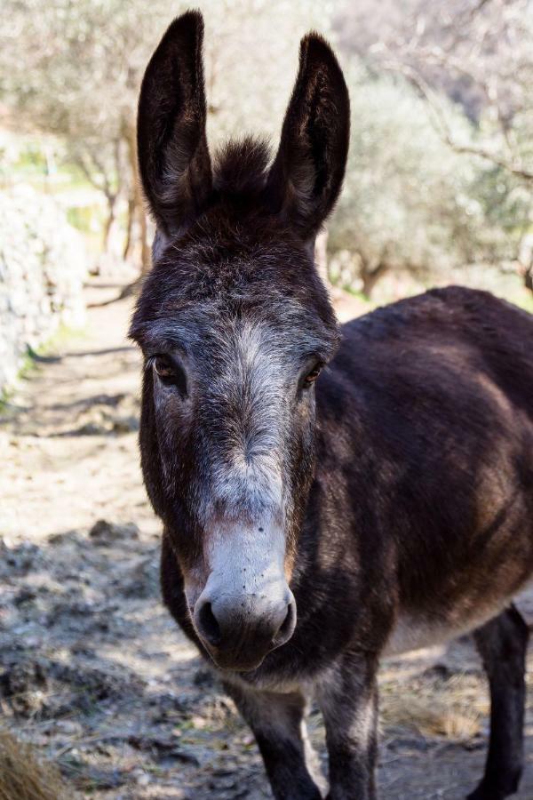 Agriturismo A Ca Vegia Calice Ligure エクステリア 写真