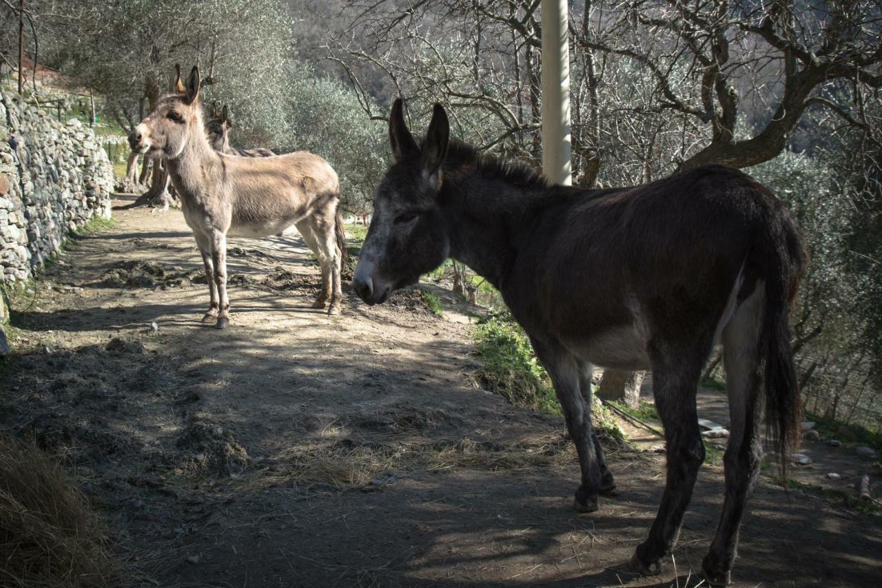 Agriturismo A Ca Vegia Calice Ligure エクステリア 写真
